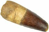 Fossil Spinosaurus Tooth - Feeding Worn Tip #311769-1